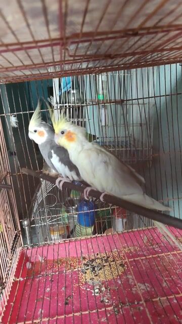 Chim Cockatiel Lutino, Xám Khỏe mạnh. Mua bán Chim tại Huyện Hóc Môn Tp Hồ Chí Minh được đăng bởi Hiển Lê hình 1