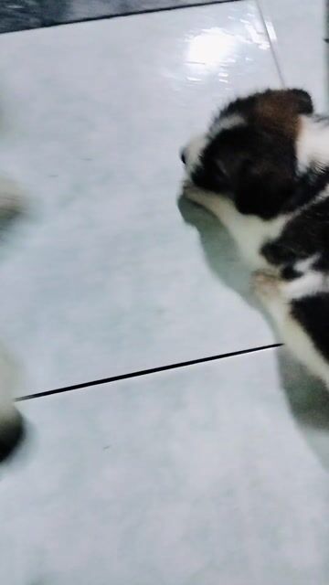 Chó lông xù con. Mua bán Chó tại Quận Gò Vấp Tp Hồ Chí Minh được đăng bởi Dau hình 1