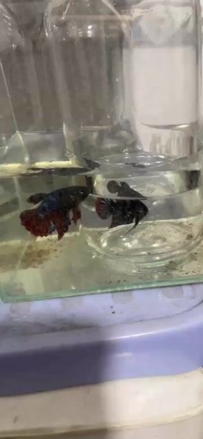 cá thiên nhiên lia thia đồng. Mua bán Thú cưng khác tại Quận Tân Phú Tp Hồ Chí Minh được đăng bởi Vinh tuyết hình 1