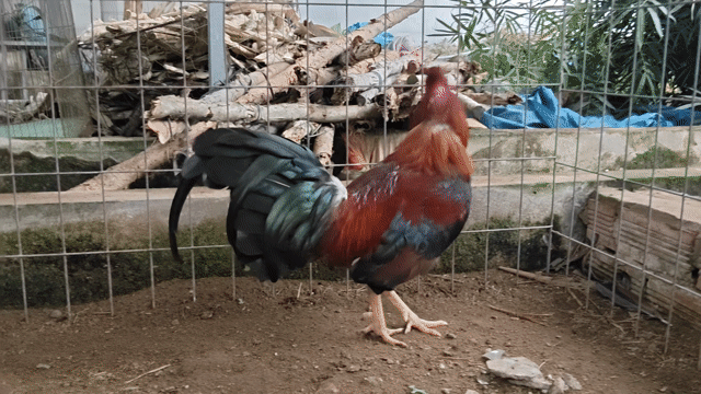 Gà chọi Asil Mỹ Đực Đỏ đen. Mua bán Gà tại Quận Cái Răng Cần Thơ được đăng bởi  Nghĩa Hậu Giang hình 1