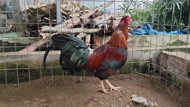 Gà chọi Asil Mỹ Đực Đỏ đen. Mua bán Gà tại Quận Cái Răng Cần Thơ được đăng bởi  Nghĩa Hậu Giang hình 1