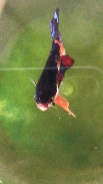 ca betta 4. Mua bán Thú cưng khác tại Huyện Trà Ôn Vĩnh Long được đăng bởi HỒNG THÚY hình 1