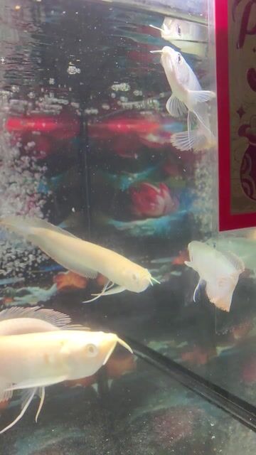 Cá Rồng Ngân Long size 18-20cm cá chuẩn ko tật lỗi. Mua bán Thú cưng khác tại Huyện Cần Giuộc Long An được đăng bởi Tuấn Anh Cá Kiểng Online hình 1