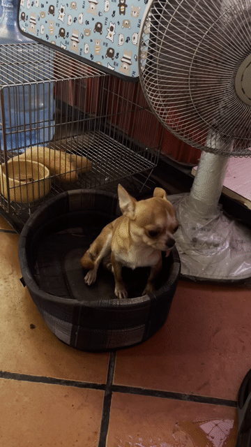 Chó Chihuahua cái hơn 1 tuổi. Mua bán Chó tại Quận Gò Vấp Tp Hồ Chí Minh được đăng bởi vu quang hình 1