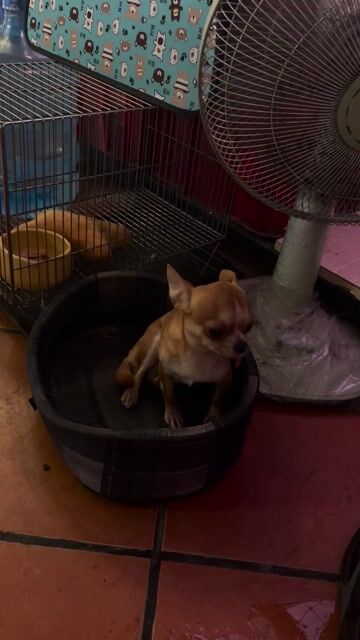 Chó Chihuahua cái hơn 1 tuổi. Mua bán Chó tại Quận Gò Vấp Tp Hồ Chí Minh được đăng bởi vu quang hình 1