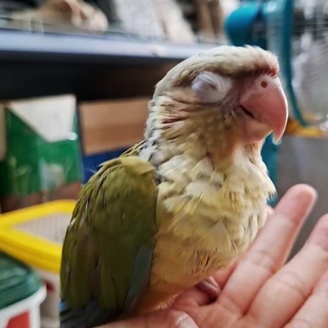 Vẹt Green Cheek bị mù bẩm sinh. Mua bán Chim tại Quận Tân Phú Tp Hồ Chí Minh được đăng bởi Thimai Le hình 1