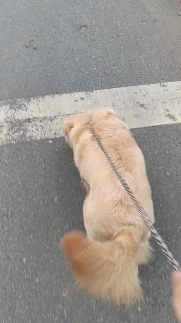 Chó Golden Retriever cái 10 tháng. Mua bán Chó tại Thị xã Từ Sơn Bắc Ninh được đăng bởi Nguyễn Như Sơn hình 1