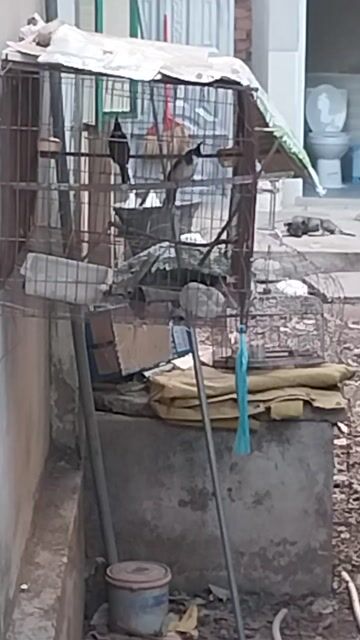 Chim chào mào cặp trống mái. Mua bán Chim tại Thành phố Thủ Dầu Một Bình Dương được đăng bởi Lâm hình 1