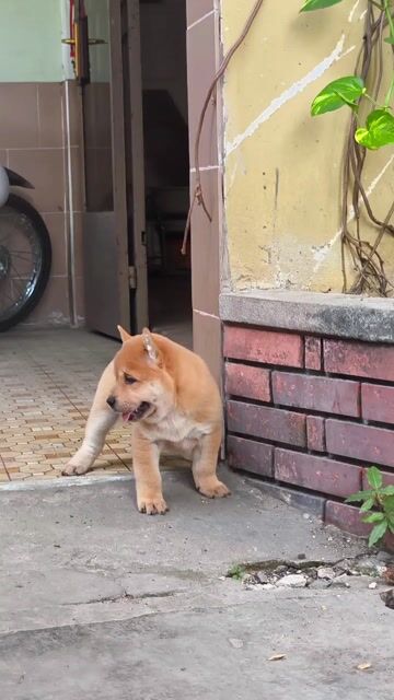 Chó Mông Cộc Vàng Bạc Má + Lưỡi Đốm (Chuẩn Giống). Mua bán Chó tại Quận Gò Vấp Tp Hồ Chí Minh được đăng bởi Shop SH Và Chó Cộc Sài Gòn hình 1