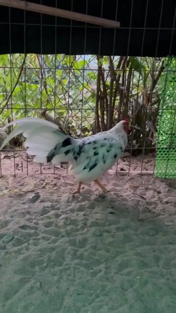 Gà chọi Cuban Tơ Zin 1300gr Trắng đen nâu. Mua bán Gà tại Huyện Chợ Mới An Giang được đăng bởi Phan Văn Thắng hình 1