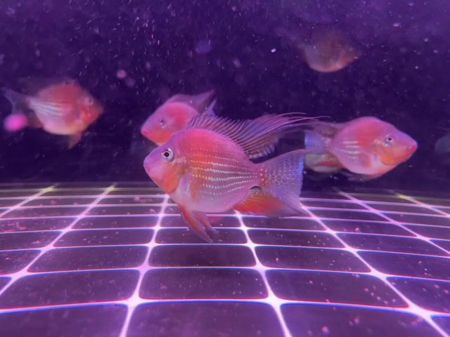 Cá cảnh Hekelly SPS Albino u2,4-3 ngón. Mua bán Thú cưng khác tại Quận 6 Tp Hồ Chí Minh được đăng bởi Kim hình 1