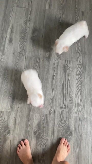 poodle thuần chủng. Mua bán Chó tại Quận 12 Tp Hồ Chí Minh được đăng bởi Nguyễn Nguyễn hình 1