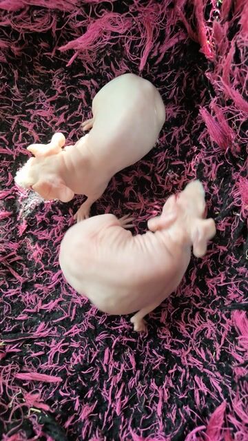 hà mã Mini. Mua bán Thú cưng khác tại Quận 7 Tp Hồ Chí Minh được đăng bởi BỌ Ú SG Q7 hình 1