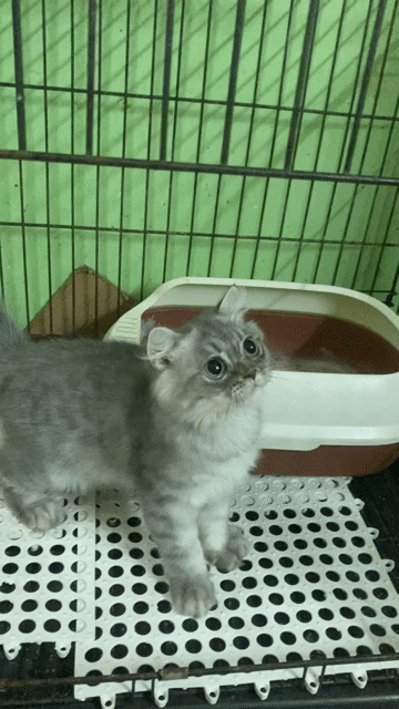 Mèo anh lông màu silver tabby. Mua bán Mèo tại Quận Gò Vấp Tp Hồ Chí Minh được đăng bởi Nga Nguyễn hình 1