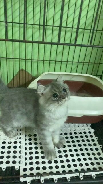 Mèo anh lông màu silver tabby. Mua bán Mèo tại Quận Gò Vấp Tp Hồ Chí Minh được đăng bởi Nga Nguyễn hình 1