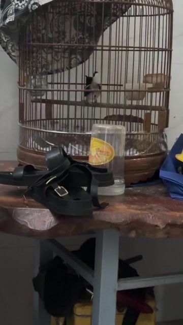 chim chích choè than. Mua bán Chim tại Quận Cẩm Lệ Đà Nẵng được đăng bởi nguyen toan hình 1