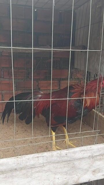 Lông tơ Asil Hatch hơn 6 tháng 1k9.. Mua bán Gà tại Huyện Long Thành Đồng Nai được đăng bởi Vô thường hình 1