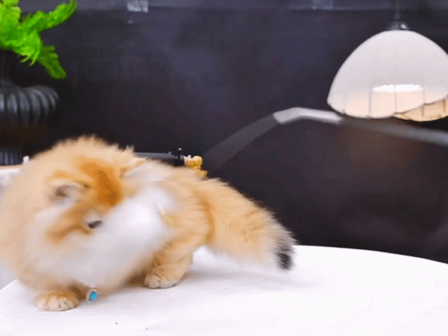 Mèo Munchkin Golden Trên 2 tháng Đã tiêm. Mua bán Mèo tại Thành phố Thủ Đức Tp Hồ Chí Minh được đăng bởi DƯƠNG MINH TRÍ VĨNH hình 1