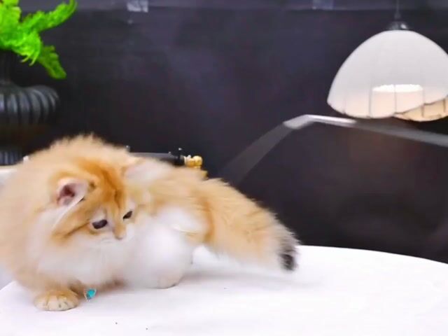 Mèo Munchkin Golden Trên 2 tháng Đã tiêm. Mua bán Mèo tại Thành phố Thủ Đức Tp Hồ Chí Minh được đăng bởi DƯƠNG MINH TRÍ VĨNH hình 1