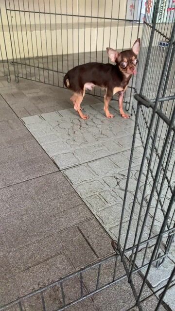 Chihuahua mini. Mua bán Chó tại Quận 8 Tp Hồ Chí Minh được đăng bởi Nguyễn Mạnh  hình 1