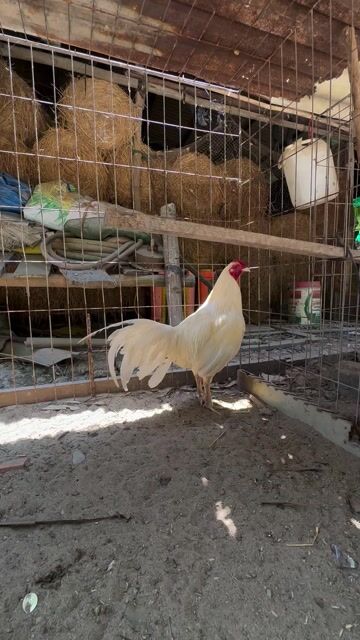 Gà Trắng Đực. Mua bán Gà tại Huyện Châu Thành Sóc Trăng được đăng bởi Trang hình 1