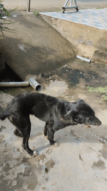 Chó Tứ túc hoa mai Đen. Mua bán Chó tại Huyện Long Phú Sóc Trăng được đăng bởi Tran Quang hình 1