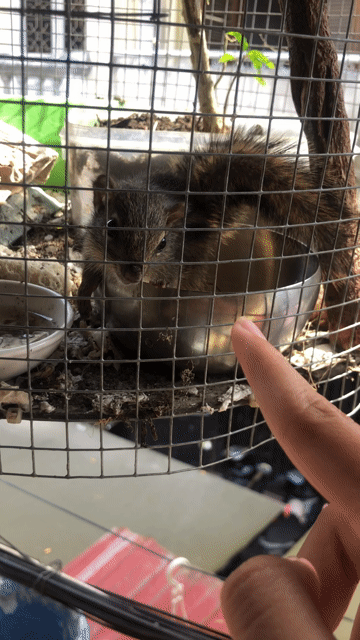 sóc cute. Mua bán Thú cưng khác tại Thành phố Hội An Quảng Nam được đăng bởi Phạm hình 1
