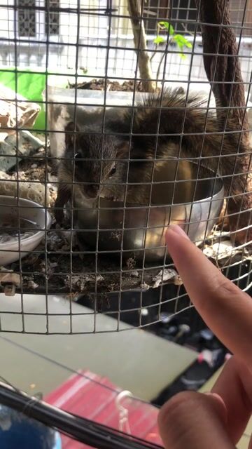 sóc cute. Mua bán Thú cưng khác tại Thành phố Hội An Quảng Nam được đăng bởi Phạm hình 1