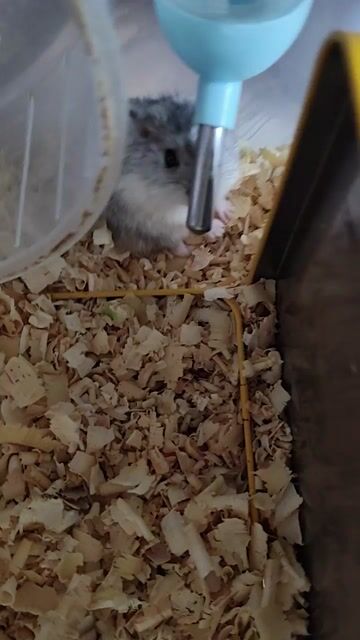 Chuột hamster. Mua bán Thú cưng khác tại Huyện Bình Chánh Tp Hồ Chí Minh được đăng bởi Nguyễn Mai hình 1