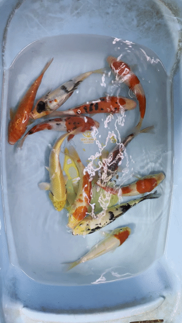 koi f1 sz 20cm đủ dòng. Mua bán Thú cưng khác tại Quận Hà Đông Hà Nội được đăng bởi Trại cá koi F1 hà nội hình 1
