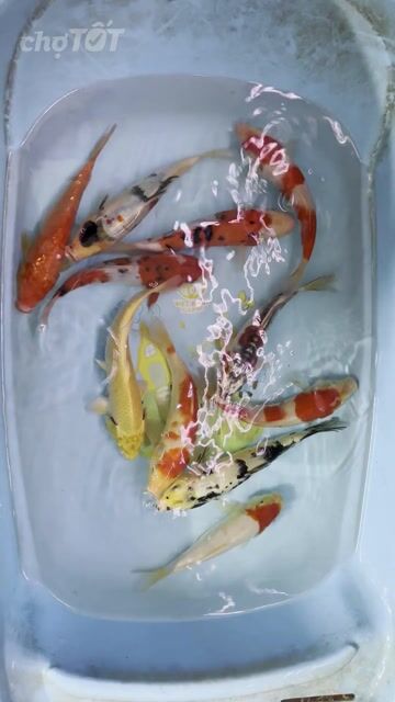 koi f1 sz 20cm đủ dòng. Mua bán Thú cưng khác tại Quận Hà Đông Hà Nội được đăng bởi Trại cá koi F1 hà nội hình 1