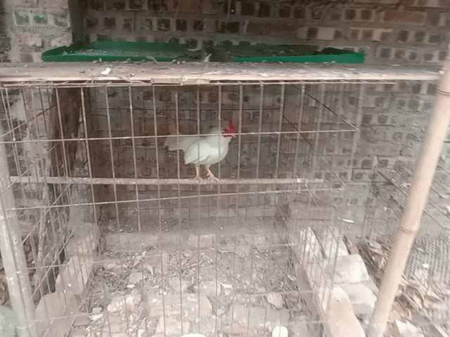 GÀ TRE BẮC. Mua bán Gà tại Huyện Gia Lâm Hà Nội được đăng bởi NGUYÊN KHANG NGUYÊN VŨ hình 1