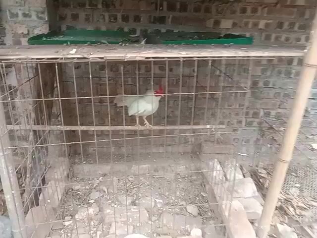 GÀ TRE BẮC. Mua bán Gà tại Huyện Gia Lâm Hà Nội được đăng bởi NGUYÊN KHANG NGUYÊN VŨ hình 1