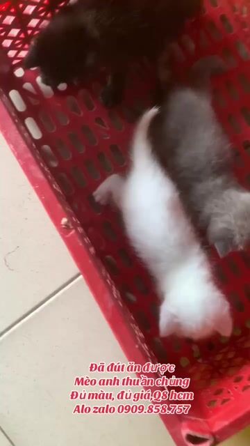 mèo anh ❤️ thuần chủng 💚 bán rẻ