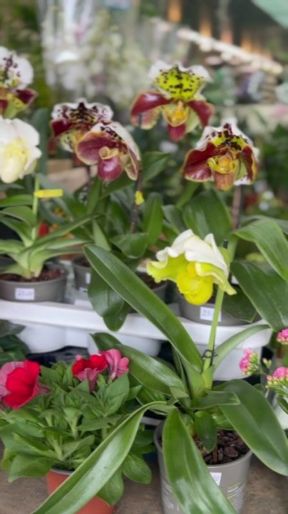 Orchids at the Santo António da Serra flower market: video from Santo António da Serra, Madeira