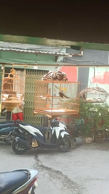 Chim Xẻ quạt 3 con. Mua bán Chim tại Quận Bình Tân Tp Hồ Chí Minh được đăng bởi Khang Nguyễn hình 1