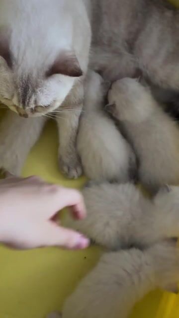 KHÔNG RƯỚC THÌ PHÍ LÉM. Mua bán Mèo tại Quận Tân Phú Tp Hồ Chí Minh được đăng bởi Hàm Uyên  hình 1