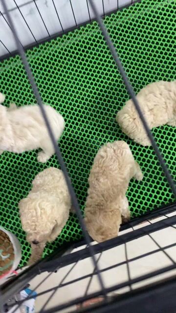 Chó Poodle 1 tháng mấy ngày cần tìm ba mẹ mới. Mua bán Chó tại Quận Tân Phú Tp Hồ Chí Minh được đăng bởi Thien hình 1