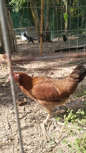 Gà Mỹ 1k8. Mua bán Gà tại Huyện Càng Long Trà Vinh được đăng bởi Nguyễn Tâm hình 1