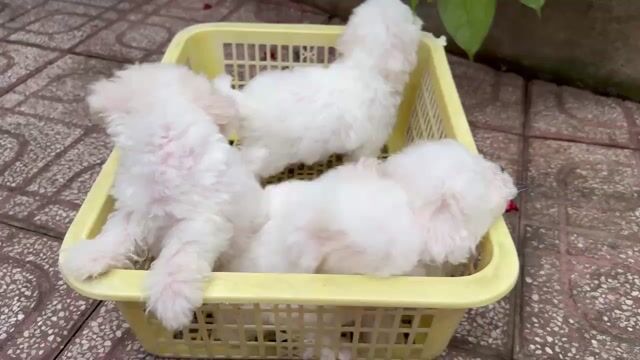 Cần gả bầy Poodle mix bichon size nhỏ nhà nuôi. Mua bán Chó tại Quận 12 Tp Hồ Chí Minh được đăng bởi Anh Tú hình 1