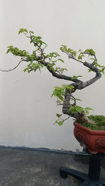 Chậu hoa giấy gốm Nâu đỏ trang trí. Mua bán Cây cảnh, đồ trang trí tại Huyện Quốc Oai Hà Nội được đăng bởi Nguyễn Tiến Anh hình 1