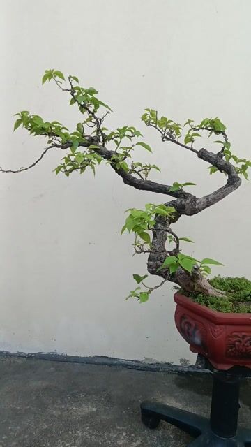 Chậu hoa giấy gốm Nâu đỏ trang trí. Mua bán Cây cảnh, đồ trang trí tại Huyện Quốc Oai Hà Nội được đăng bởi Nguyễn Tiến Anh hình 1