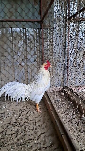 Gà Trắng Đực 3.4kg. Mua bán Gà tại Huyện Trảng Bom Đồng Nai được đăng bởi Trieu hình 1