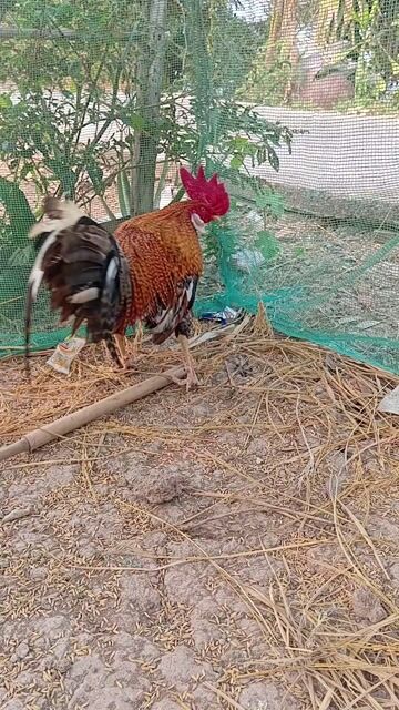 Gà trống Nâu đỏ Đực. Mua bán Gà tại Huyện Cờ Đỏ Cần Thơ được đăng bởi Heo Hao hình 1
