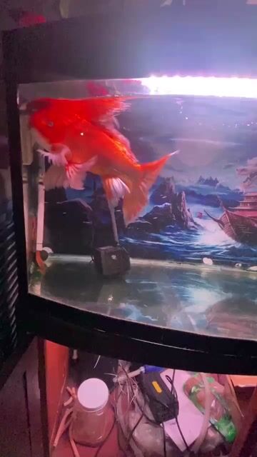 Cá cảnh size 40cm màu Đỏ. Mua bán Thú cưng khác tại Huyện Nhơn Trạch Đồng Nai được đăng bởi lâm minh hy hình 1
