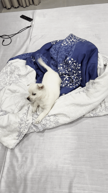 Chó Chihuahua lai Trắng. Mua bán Chó tại Quận Bắc Từ Liêm Hà Nội được đăng bởi Tên chưa cung cấp hình 1