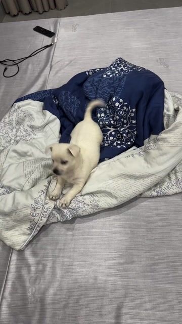 Chó Chihuahua lai Trắng. Mua bán Chó tại Quận Bắc Từ Liêm Hà Nội được đăng bởi Tên chưa cung cấp hình 1