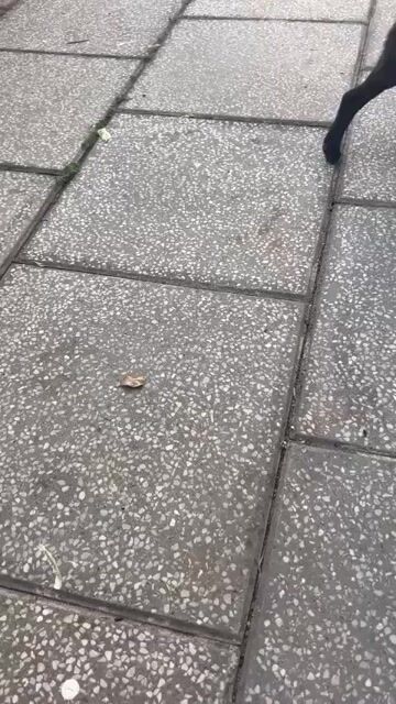 Chó Poodle lai màu Nâu. Mua bán Chó tại Thành phố Đồng Xoài Bình Phước được đăng bởi Ngọc Như Ý hình 1