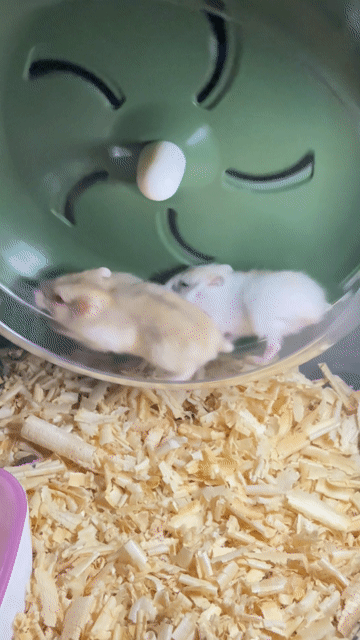 cặp hamster whinter white. Mua bán Thú cưng khác tại Thành phố Thủ Đức Tp Hồ Chí Minh được đăng bởi Khánh Băng hình 1
