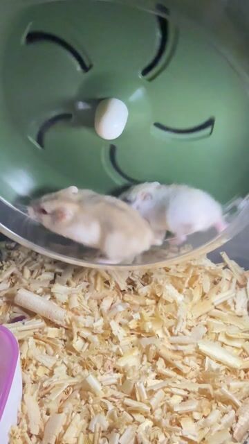 cặp hamster whinter white. Mua bán Thú cưng khác tại Thành phố Thủ Đức Tp Hồ Chí Minh được đăng bởi Khánh Băng hình 1